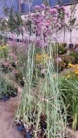 8 x Verbena Bonariensis, hardy perennial