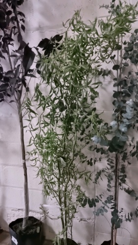 Salix Tortuosa, corkscrew willow, container grown