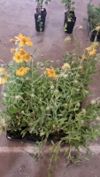 16 x Gaillardia, Indian Yellow, 1ltr pot, hardy perennial