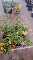 16 x mixed hardy perennials, 1ltr pots