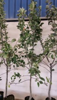 Discovery apple tree, container grown
