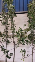 Granny Smith apple tree, container grown