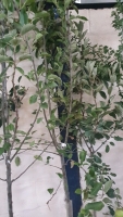Golden Delicious apple tree, container grown