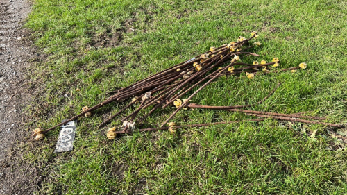 Quantity of metal pig wire posts