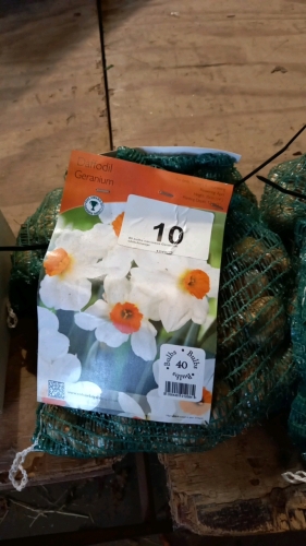80 bulbs narcissus Geranium,white/orange