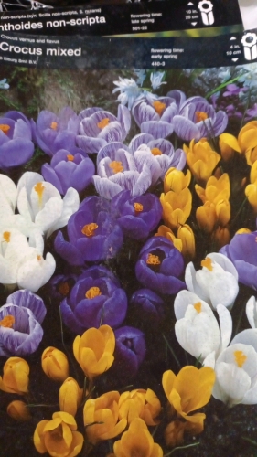 89 bulbs of large flowering crocus, mixed colours