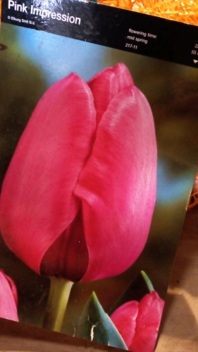 100 bulbs of tulip Pink Impression, pink