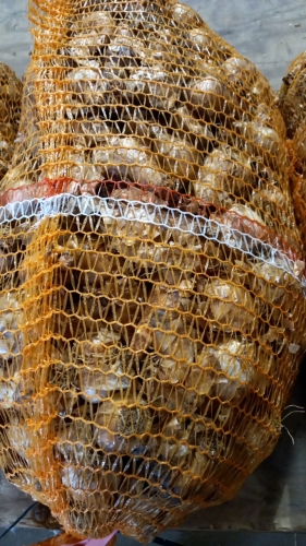 12kg when packed daffodil bulbs, Golden Touch, yellow