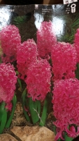 25 x hyacinth Pink Pearl