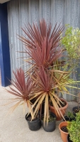 5 x Cordyline plants