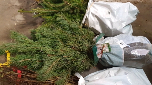 25 x Scots pine trees
