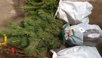 25 x Scots pine trees