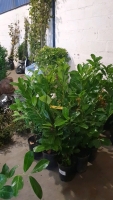 10 x Laurel hedging plants