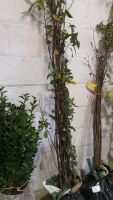 10 x Bird Cherry trees