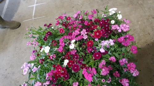 54 x Dianthus