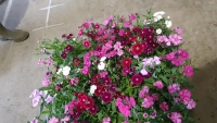 54 x Dianthus