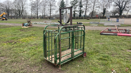 Heavy duty lamb/sheep/calf weigh- c/w weigh scale head