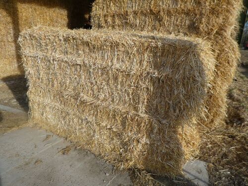 30 x quadrant 1200x700 bales of barley straw, shed stored, average weight 340kg