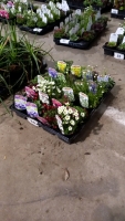 20 x mixed varieties of Alpines