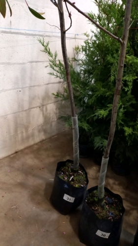 Prunus Spring Glow, container grown