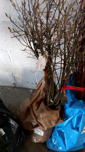 25 x Amelanchier Canadensia