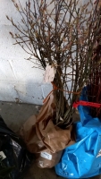 25 x Amelanchier Canadensia