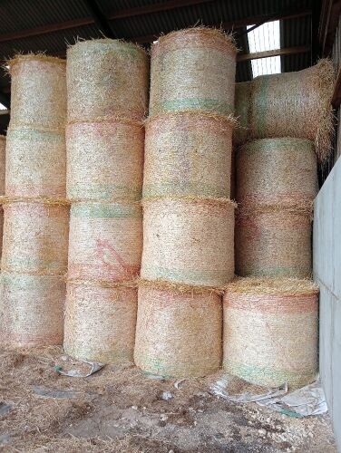 40 x 4ft round bales of barley straw, barn stored, collect YO8 9LX