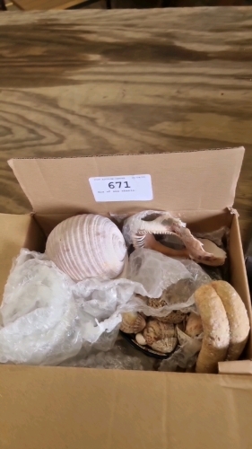Box of sea sheels