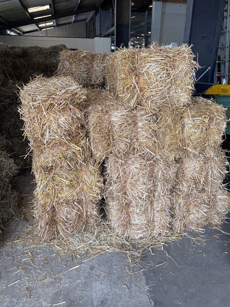 20 x small square 2-string conventional bales of straw, collect from ...