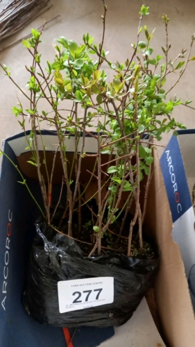 15 x Blackthorn cell grown trees/hedge 10-20cm