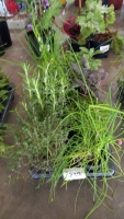 8 x mixed Herbs