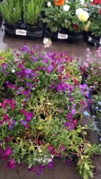 15 x Aubretia