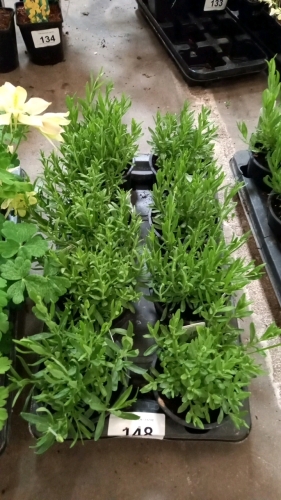 8 x Lavender