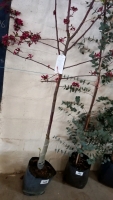 Malus Director Moerland