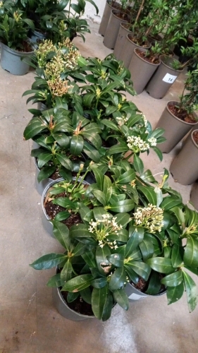 10 x Skimmia Japonica Nymans 20-30cm tall in 2ltr pots