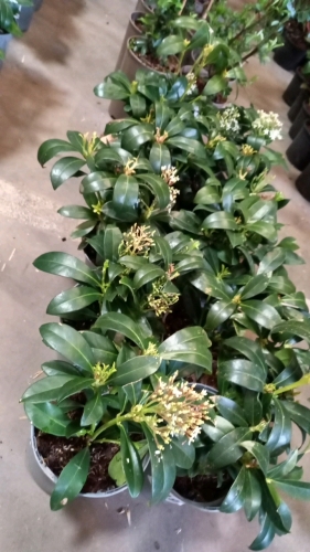 10 x Skimmia Japonica Nymans 20-30cm tall in 2ltr pots