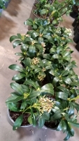 10 x Skimmia Japonica Nymans 20-30cm tall in 2ltr pots