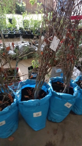 10 x Copper Beech