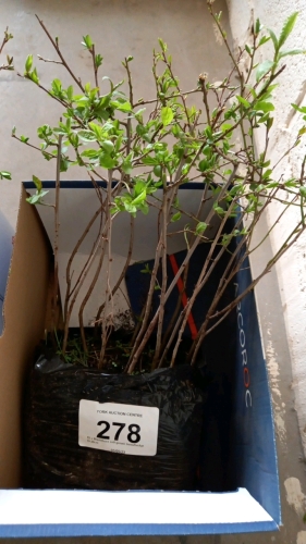 15 x Blackthorn cell grown trees/hedge 10-20cm