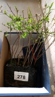 15 x Blackthorn cell grown trees/hedge 10-20cm