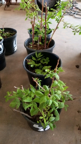 16 x autumn fruit raspberries - 4 pots, 4 plants per pot