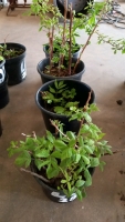 16 x autumn fruit raspberries - 4 pots, 4 plants per pot