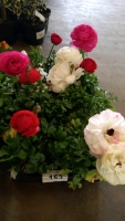 8 x Ranunculus