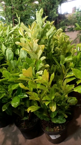 10 x Laurel bushes