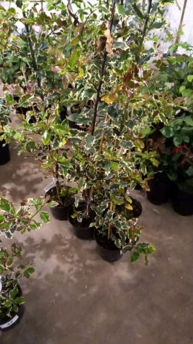 5 x variegated Holly