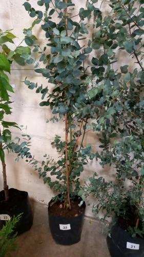 Eucalyptus Gunnii