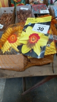 100 x Red Devon daffodil bulbs