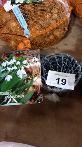 100 x snowdrop bulbs