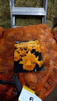 Yellow daffodil bulbs, 10kg when packed