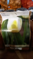 100 x bulbs tulip Antarctica